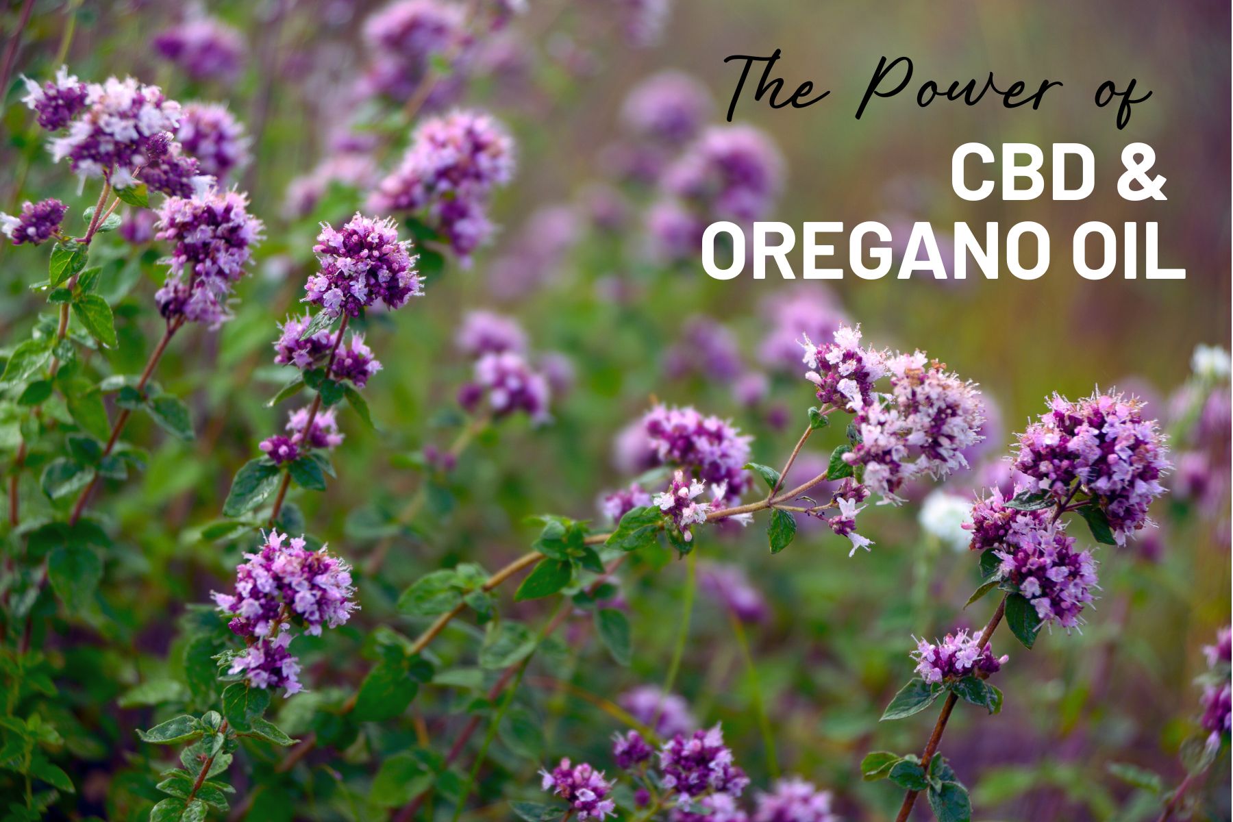 Unlock the Power of CBD and Mother Earth’s Oregano Oil 45 mg Capsules: A Natural Duo for Optimal Results